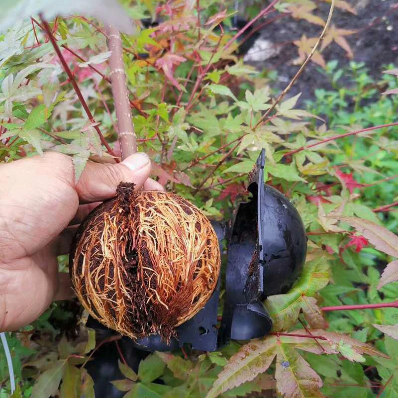 5pcs New 8/12cm Plant Rooting Ball Plant Root Growing Box Grafting Rooting Growing Box Breeding Case For Garden Plant Rooting Box Plant Rooting Pot