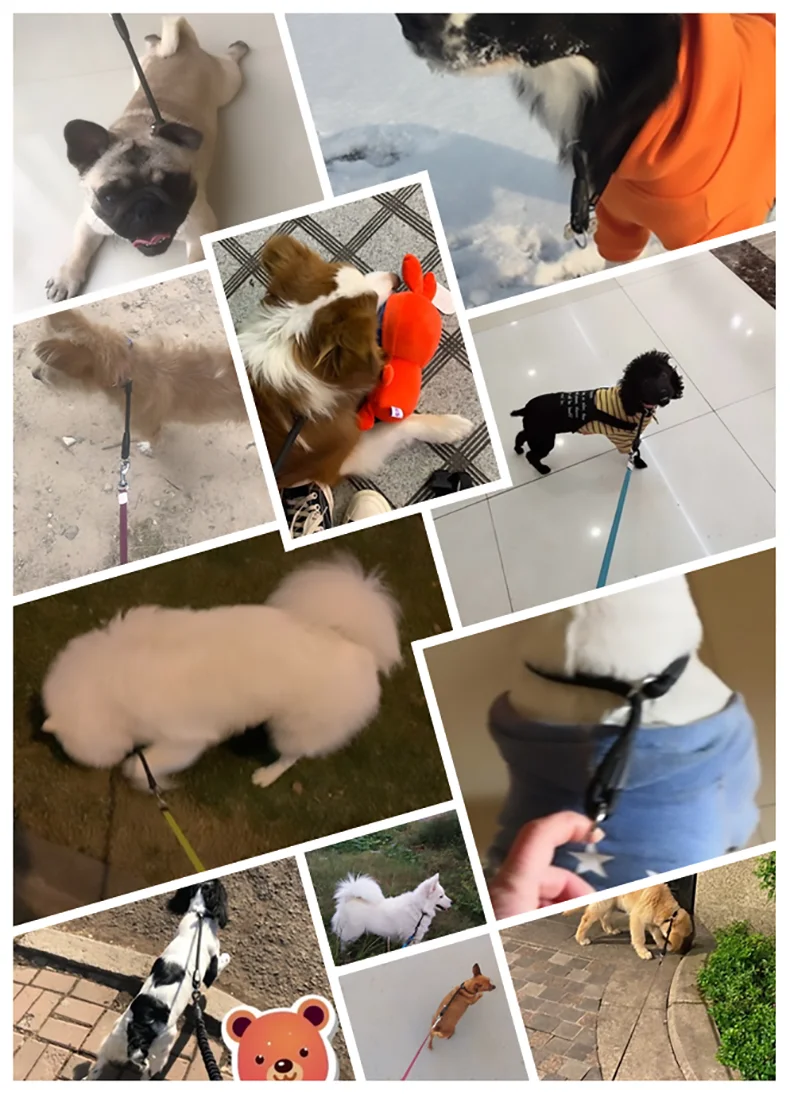 Hoopet Pet Collar Adjustable Size Big Dog Collar Harness Outdoor Training Leash Convenient Supply Dog Cat