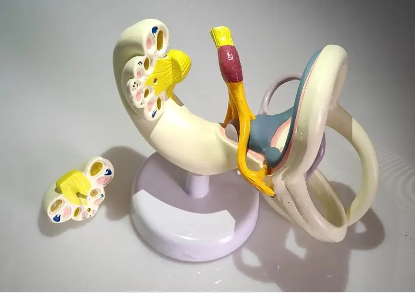 

18X Labyrinth Model Inner Ear Vestibular Enlargement Model Ear Anatomical Nerves Structure Model Medical Teaching Aids