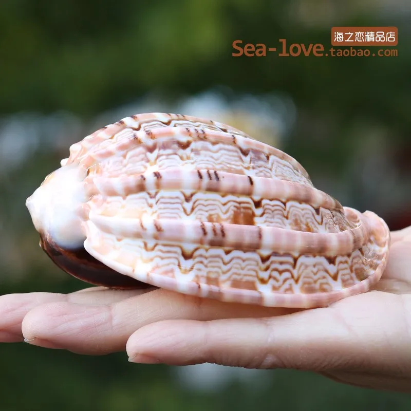 Новая морская улитка, натуральная раковина, большая раковина, аквариум, украшение для аквариума, ролл, моллюски, разведение, средиземноморская ракушка, горшок, мебель - Цвет: 9-10CM