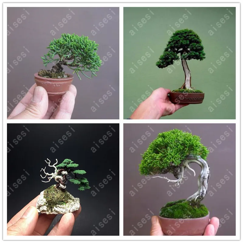 

50 pcs Mini Black Pine bonsai, Indoor Plants Radiation Protection Bonsai, Japanese bonsai Pine Tree for home garden potted plant