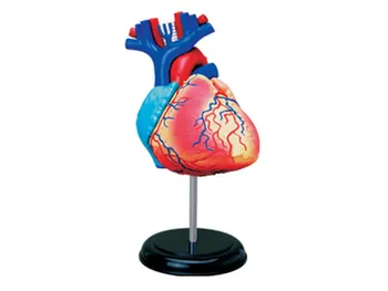 

Assembling toy human body organ anatomical model medical teaching modelHeart 4d master puzzle