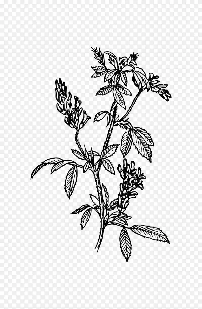 苜蓿发芽剪贴画-紫花苜蓿