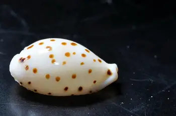 

2pcs Ransoniella punctata Cypraea punctata Natural Conch Shell Ornaments Home Decoration Wedding Gifts Conch Shells