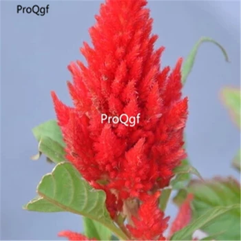 

Ngryise 3000Pcs A Set Celosia cristata cockscomb