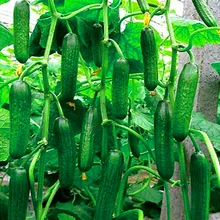 Акция! белый огурец бонсай, Cuke plant Green Vegetable flores Balcony садовые фрукты-20 шт,# FC41IH
