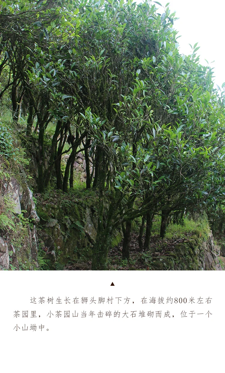 [Пряный лист желтой палочки ароматный] 125 г чаочжоу Wujing Dancong чай Alpine Phoenix Dancong чай EJUN DC002