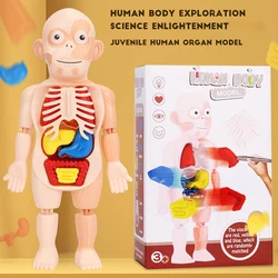 Modèle de torse humain, démonstration d'anatomie, squelette modèle d'orgue pour enfants, outils d'enseignement, éducation scientifique, jouets d'assemblage 