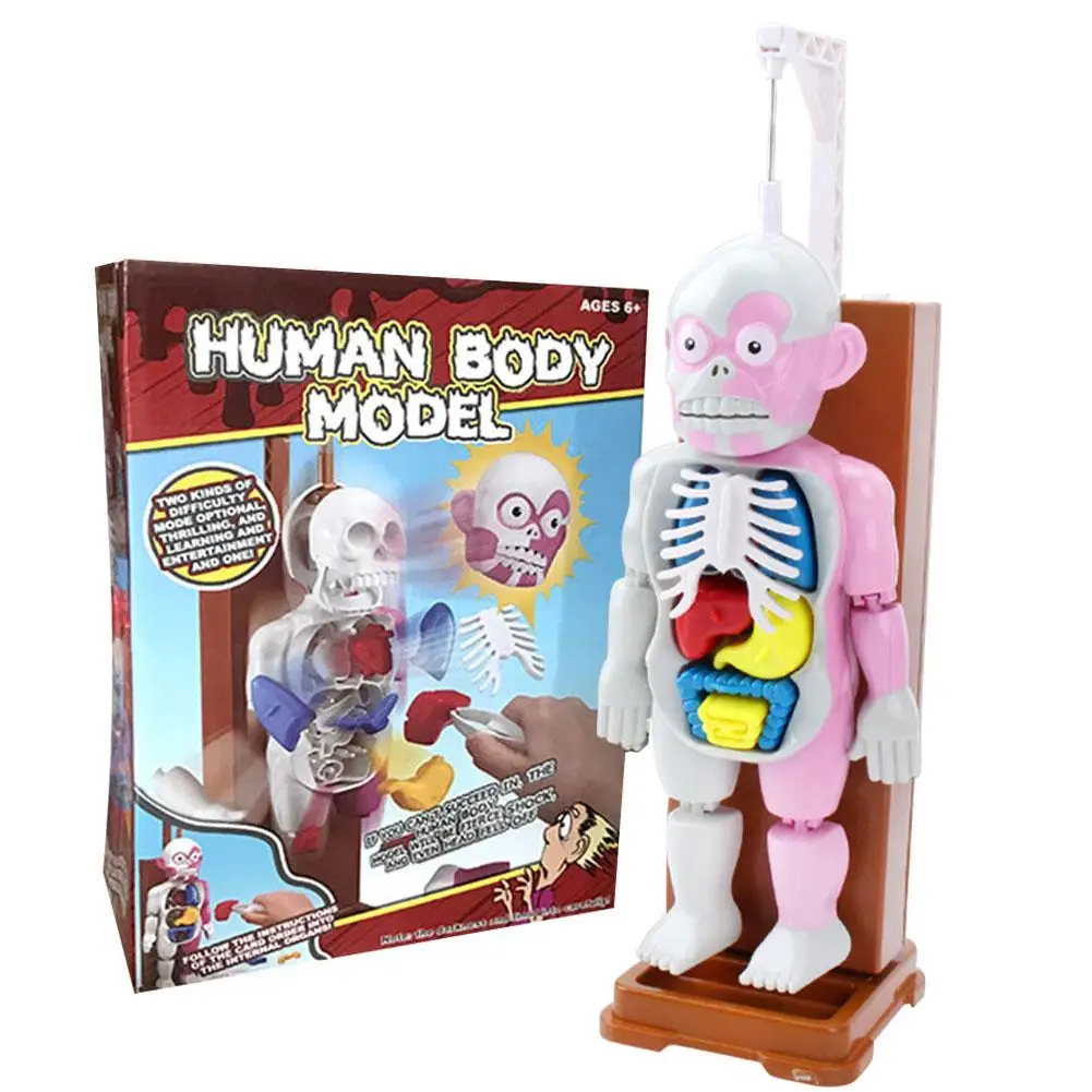 4D Assembled Model Human Body Model Educational Toys Desktop Game Model