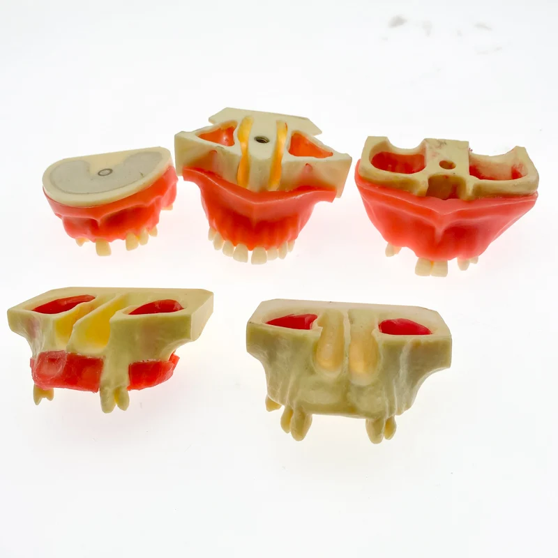 

Dental Sinus Lift Practice Teeth Model Typodont Study Model Demonstration teaching tooth model