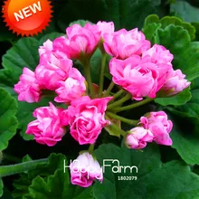 Промоакция! 20 шт./упак. розовые одностворчатый герани бонсай многолетние цветник пеларгония плющелистная завод,# Y8Q89D