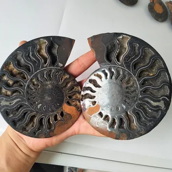 

A pair conch slices sNatural black iron ore sea shells were fossilized mineral specimens feng shui shell conchas de mar