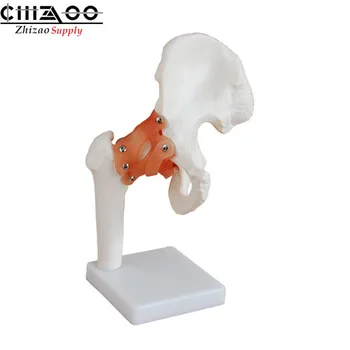 

Life Size Human Hip Joint Model Medical Anatomical Models