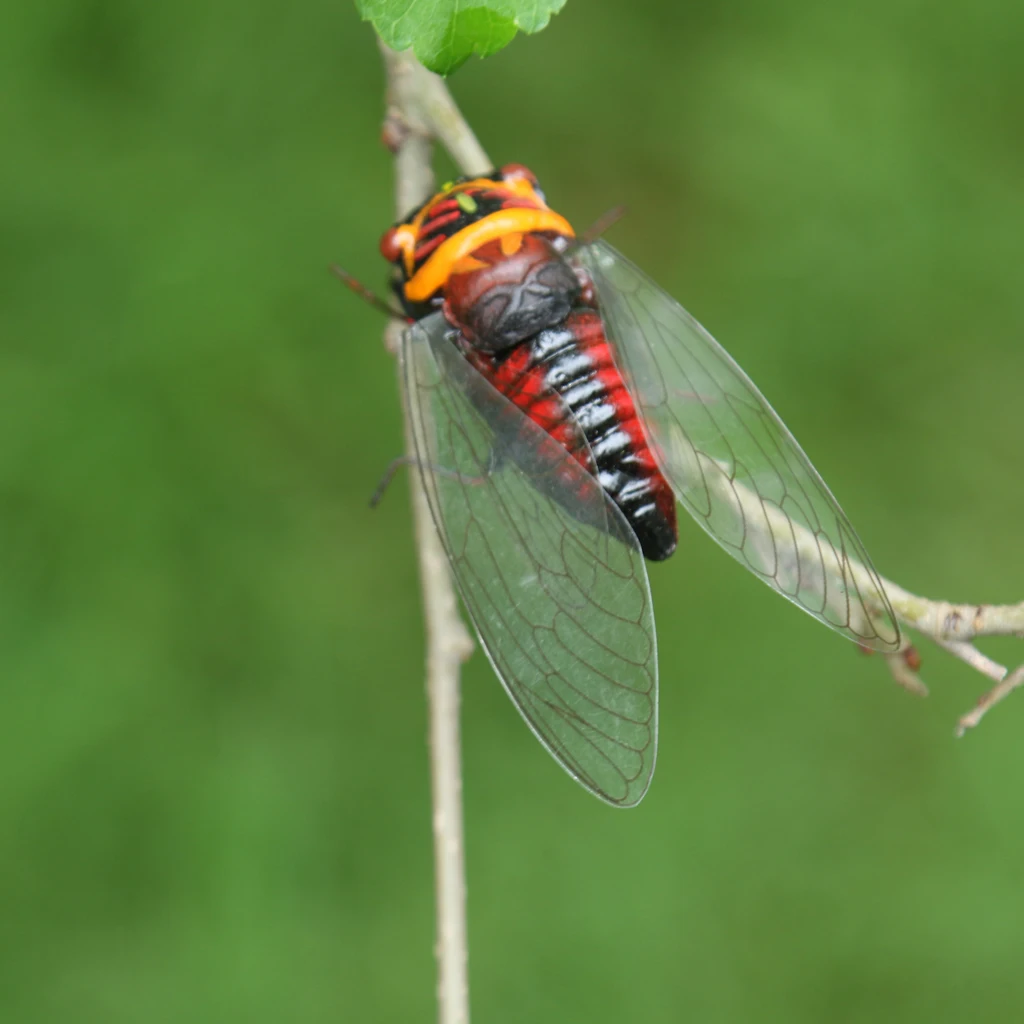 Realistic Insect Animal Pot Hanger Fridge Magnet Garden Decor