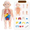3D Human Body w/ Organs Anatomy Educational DIY Toys Demonstration Tools Teaching Scary Game For Children Z0P1