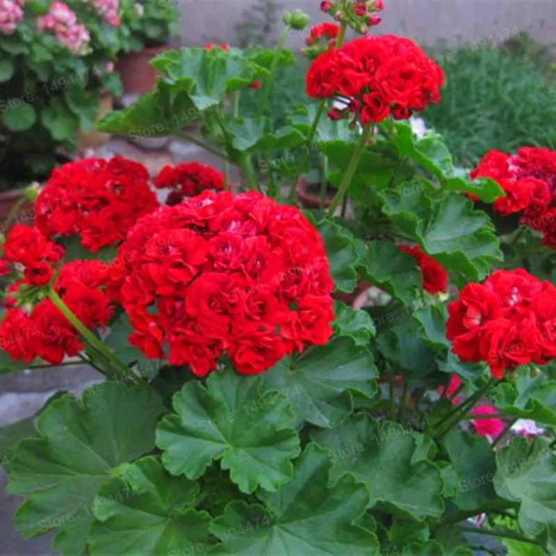 100 шт./пакет Разноцветные Цветок герани flores бонсай растения красивые цвета радуги с цветочным рисунком растения для дома и сада