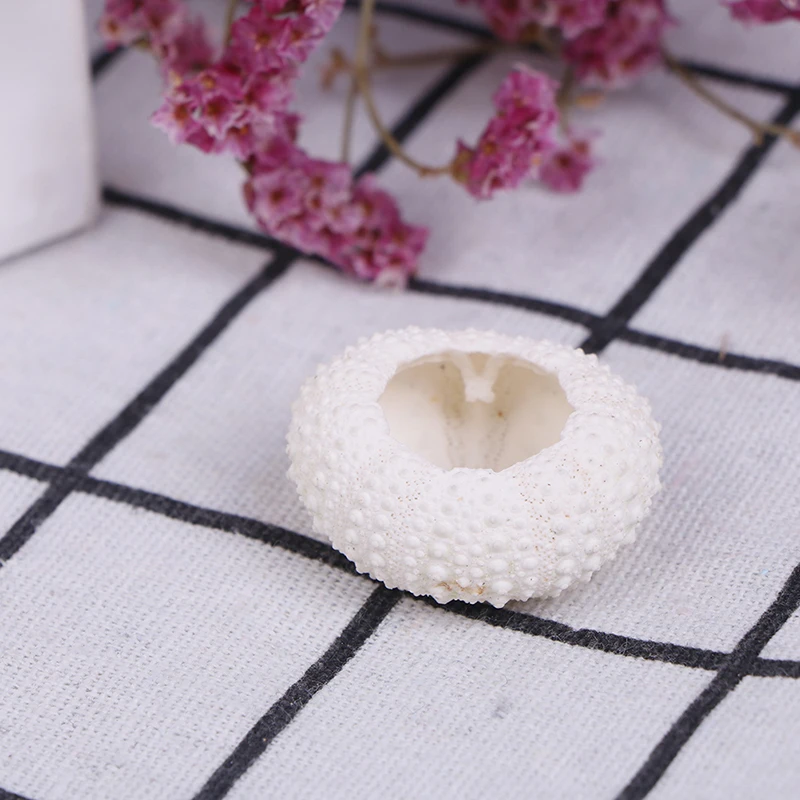 Natural Shell Ornaments 2PC Natural Sea Urchin Shell Conch Tillandsia Potted Plant Home Decoration Wedding Decoration Coastal Home