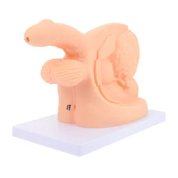 Modèle Simple de cathétérisme masculin, 1 pièce, apprentissage du cathétérisme corporel masculin 