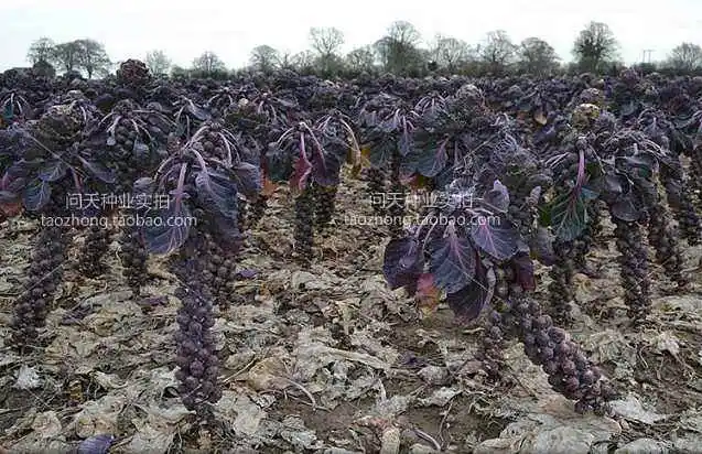 100 шт Высокое качество Brassica oleracea P-semillas-органические овощные наборы