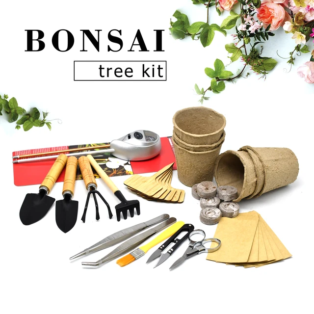 Bonsai Tree Starter Kit in Gift Box