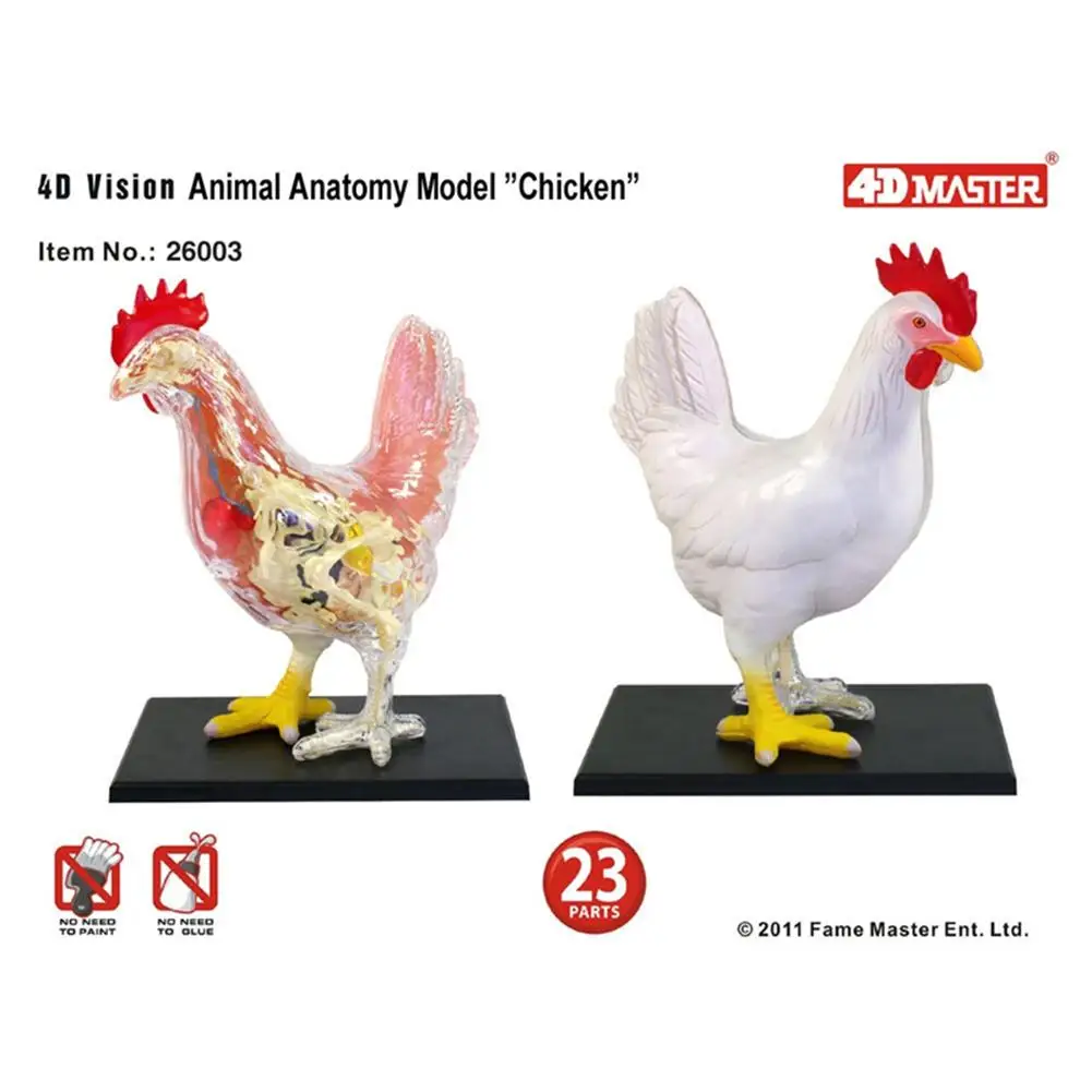 4D Vision Chicken Anatomy Model Assembling Toy Animal Organ Medical Teaching DIY Popular Science Appliances |