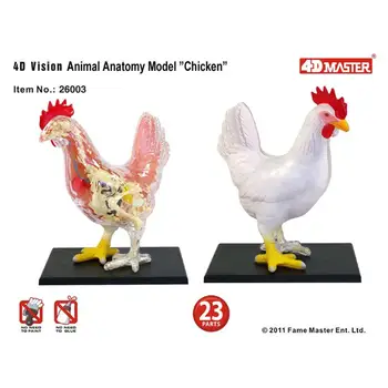 

4D Vision Chicken Anatomy Model Assembling Toy Animal Organ Anatomy Model Medical Teaching DIY Popular Science Appliances
