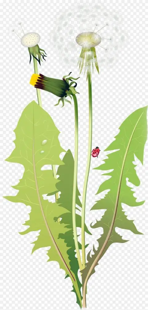花卉百合剪贴画绿色植物