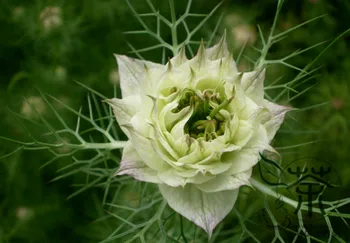 

Nigella Damascena Ragged Lady Love-in-a-mist Hei-Zhong-Cao