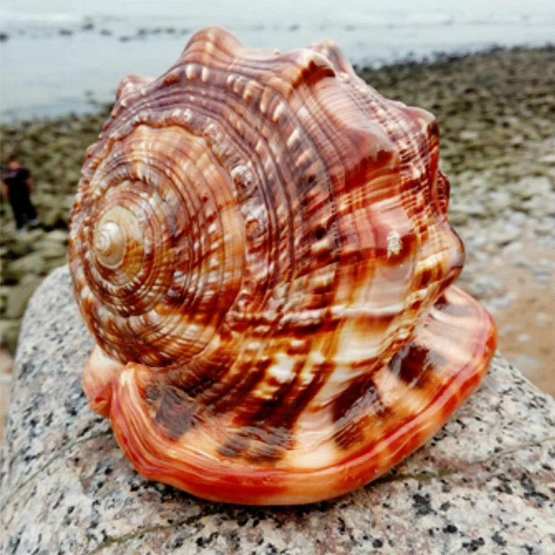 

Natural Bull's Mouth Helmet Conch Shell Coral Sea Snail Fish Tank Adorn Ornament 1Pcs