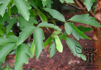 

Acer Griseum Paperbark Maple Xue-Pi-Qi