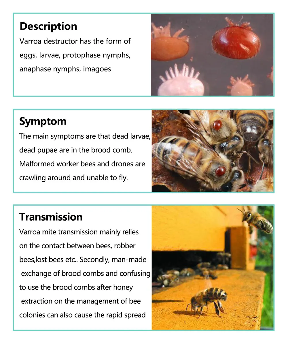 英文新品10片_04