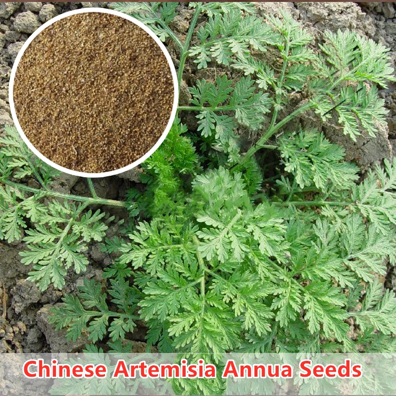 Новинка китайская Артемия аннуа Герм милое зерно wormwood апиацеа Берри Артемизинин