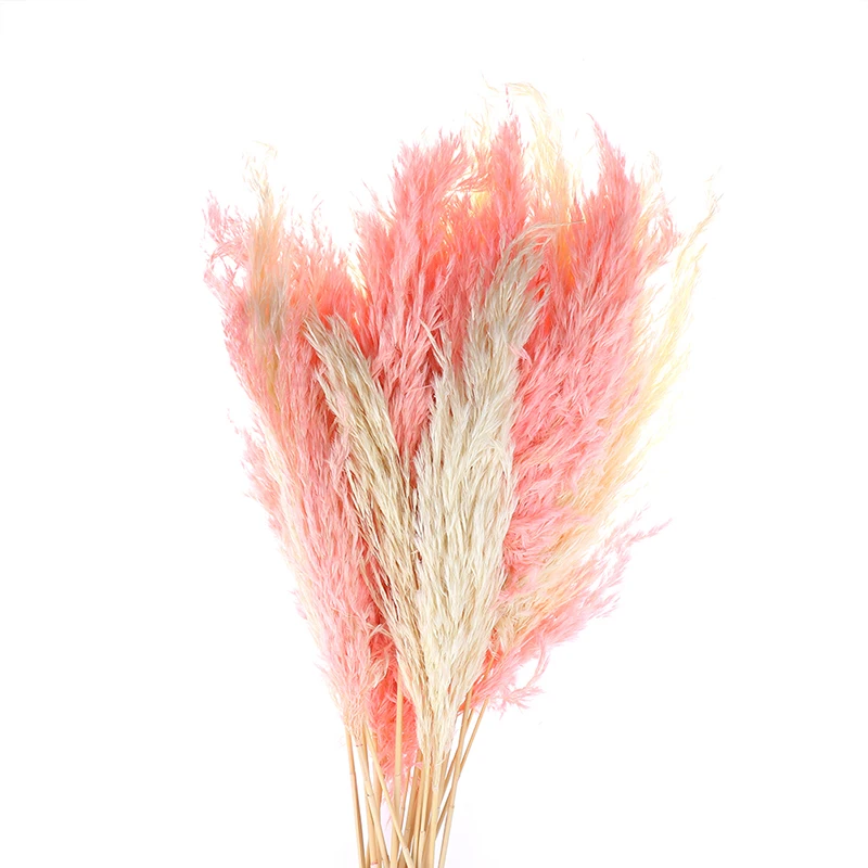 1 шт. натуральные фрагмиты сушеные растения пампасы трава свадебный цветок букет сырой цвет Рождественский подарок