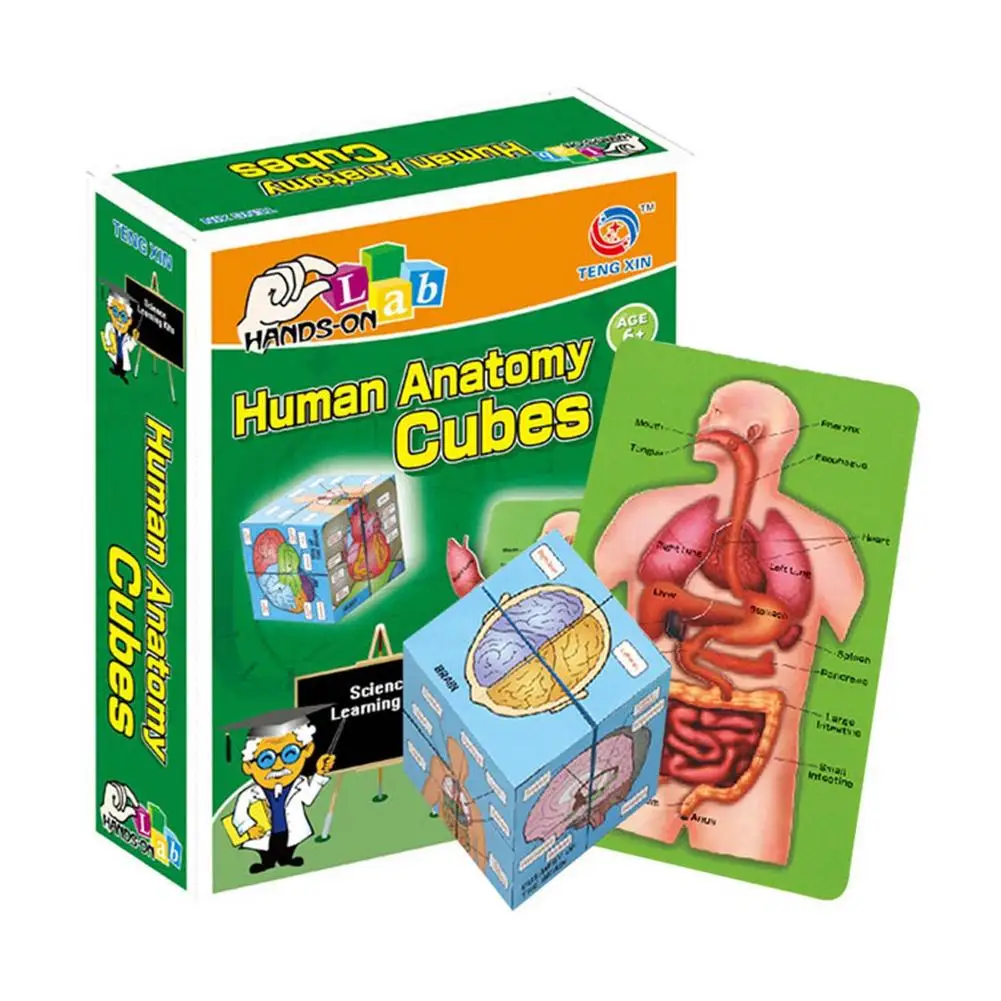 Human Organs Puzzle Cube Threedimensional Human Body Structure