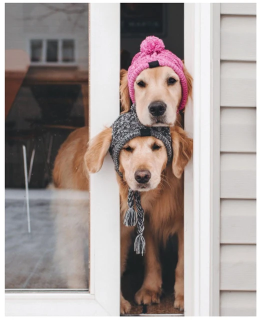 Chapeau pour chiens, Chihuahua, hiver, coupe-vent, chapeaux d'anniversaire,  accessoires pour petits chiens, accessoires pour chiots, livraison directe  - AliExpress
