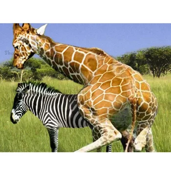 

5D diamond painting animal zebra full circle diamond embroidery cross embroidery diamond Mosaic art home decoration GG2044