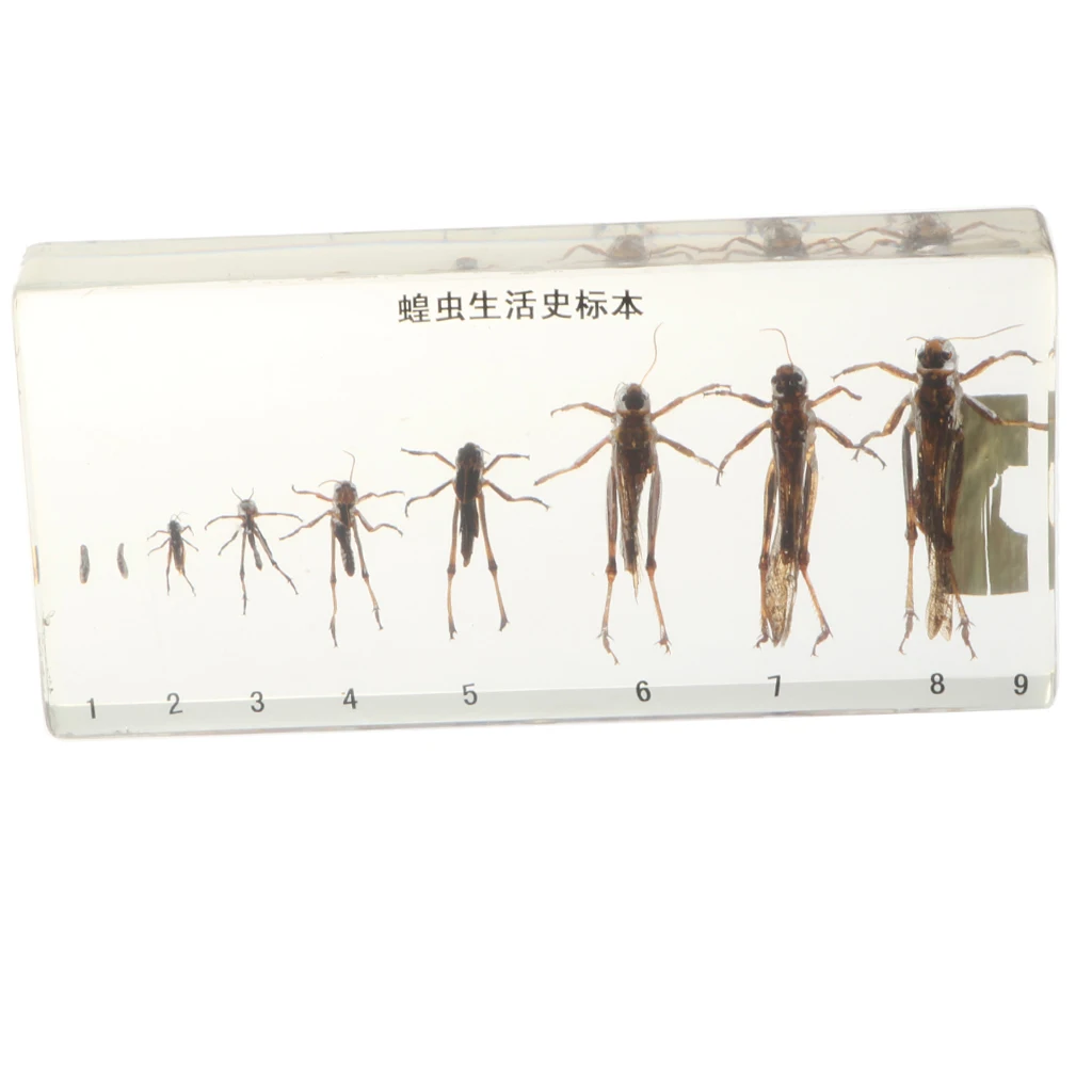 Life Cycle Of Grasshopper Specimen in Acrylic Block Biology Science Learning Toy, 6.7 x 3.15 x 0.8 inch