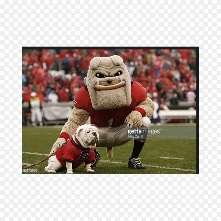 佐治亚大学斗牛犬足球密西西比州斗牛犬足球多毛狗 佐治亚斗牛犬png图片素材免费下载 图片编号 Png素材网