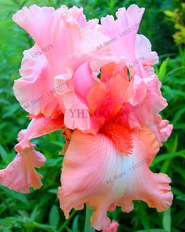 Горячая Распродажа!, горячая Распродажа, 100 РОЗОВЫЙ ИРИС бонсай, популярный многолетний Садовый цветок, великолепные срезанные цветы,# V5A3BO - Цвет: 16
