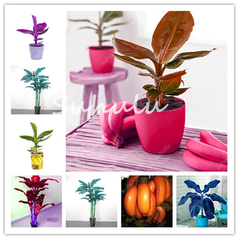 

Simulation of artificial plant bonsai flowers false Potted gift, 100 Pcs Dwarf Banana Tree Bonsai Fruit Plant Fruit