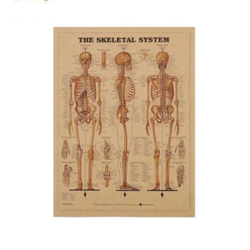 

Skeleton Body Structure Nervous System Poster Kraft Paper Painting Wall Sticker