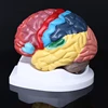 2022 New Life Size Human Brain Functional Area Model Anatomy for Science Classroom Study ► Photo 2/6