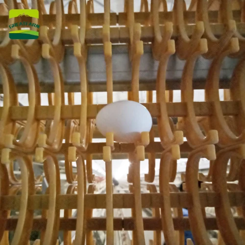 

Eggs collecting belt automatic egg collector poultry egg collection system poultry farming equipment Large laying hen farm