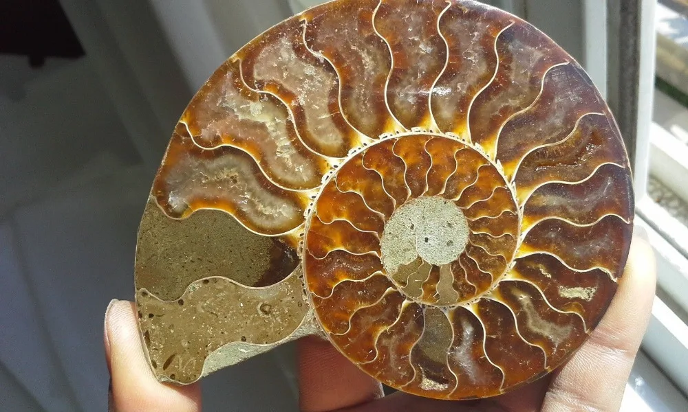 88fa 00674 1 Pair Half Cut Ammonite Shell Jurrassic Fossil Specimen Madagascar