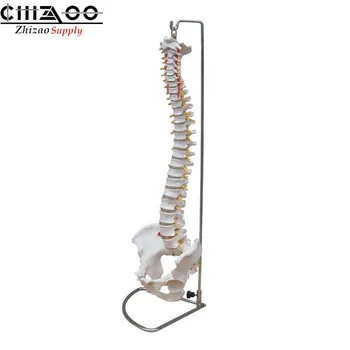 

Medical Life size Human Vertebral Column with Pelvis Model Spine Model