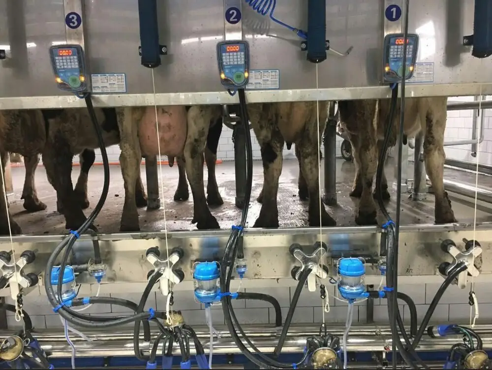 24-stand-Afimilk-voluntary-automatic-milking-rotary