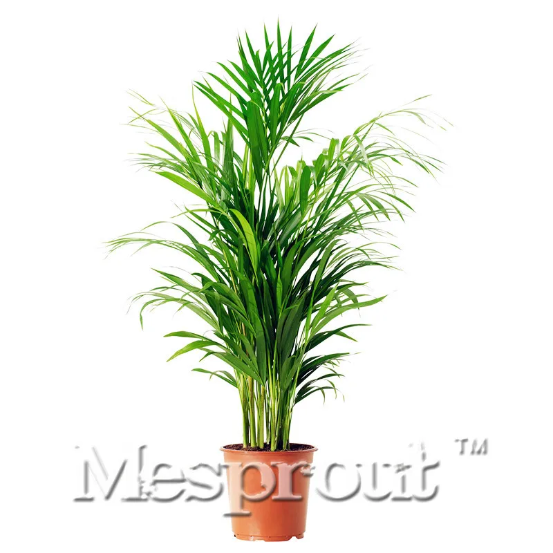 Лидер продаж Chrysalidocarpus Lutescens бонсай дерево бонсай «сделай сам» для дома и сада 5 шт./пакет растения для дома и сада