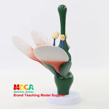 

The typical dicotyledonous flower structure of peach blossom the biological experiment of flower and stamen of green plant