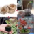 20/50/100pcs-pack 25mm/30mm Jiffy Торфяные Гранулы Рассада Почвы Блок Производитель Стартовые Вилки Семена Стартер Профессиональный Для сада
