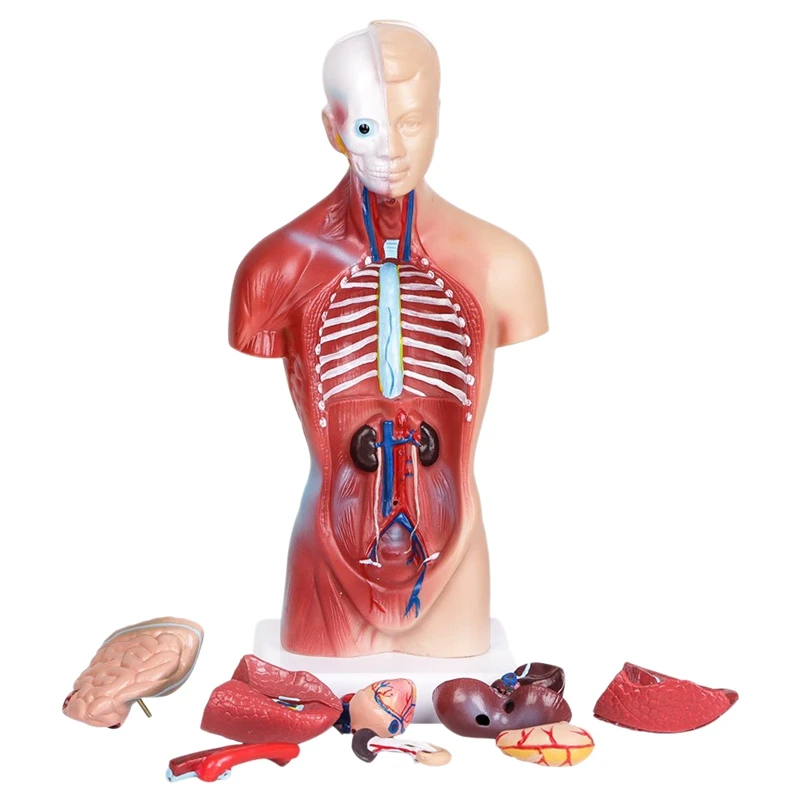 Human Body Anatomy Model Heart Brain Skeleton Medical School Educational 132pcs 